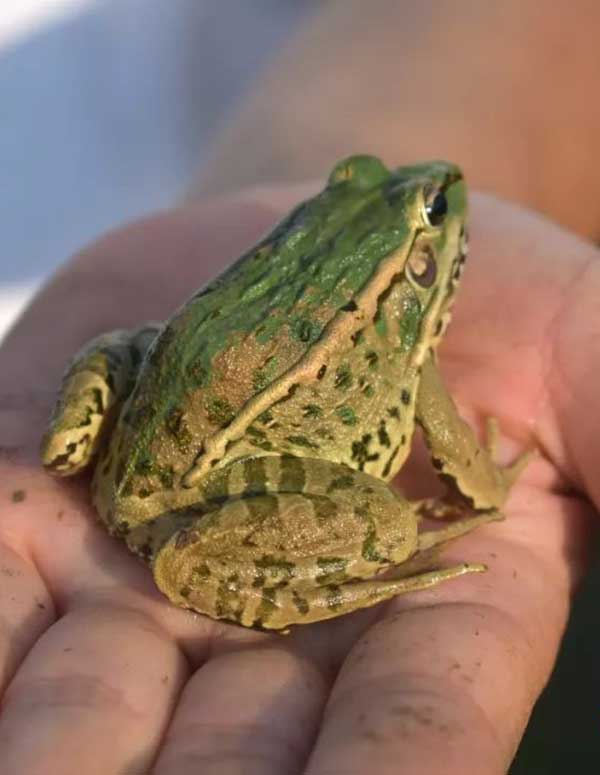 江西黑斑蛙与其他蛙类有什么不同？